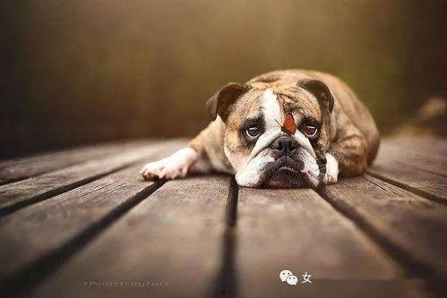 最新宠物爆料2025 第3张 最新宠物爆料2025 第3张